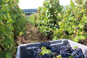 Champagne Dominique Papelard - 