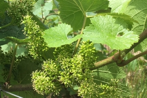 Champagne Dominique Papelard - 