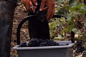 Champagne Dominique Papelard - 